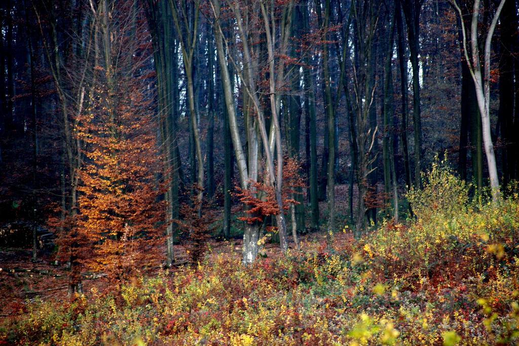 Agneslaki Okoturisztikai Centrum Es Vadaszhaz Nagykanizsa Exteriér fotografie